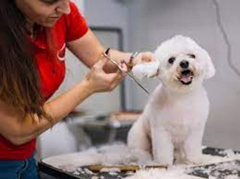 Essential Online Services for Caring Pet Owners