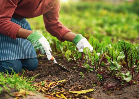 Organic Farming Guide to Sustainable Agriculture and Natural Growing Practices