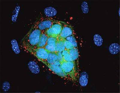 Protein Biomarker Analysis: Methods, Applications, and Benefits