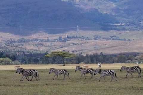 Explore Kenya Safari Parks With Wildlife, Nature, Accommodation, and Travel Resources