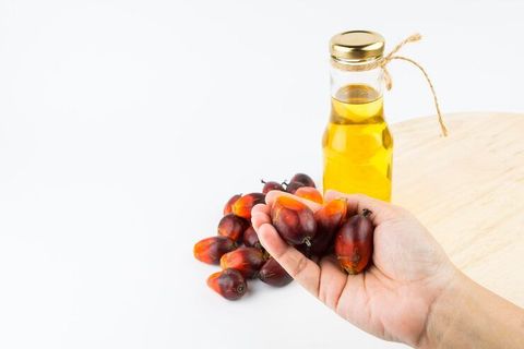 Palm Oil Production Guide to Processing Equipment and Manufacturing Workflows