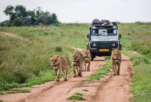 Safari Tours Guide: Types, Destinations, Wildlife Experiences and Planning Considerations